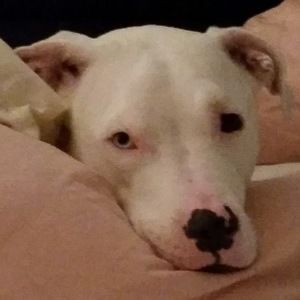 Meet your Posher, Joy